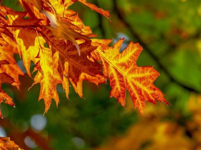 Přejeme krásné podzimní prázdniny!